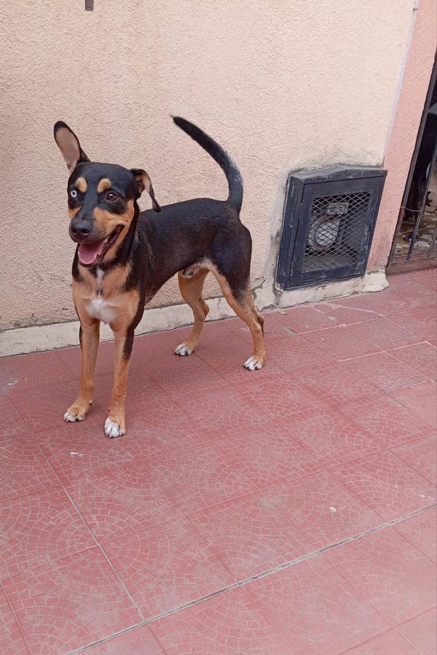 Foto 2 de Perro sin nombre