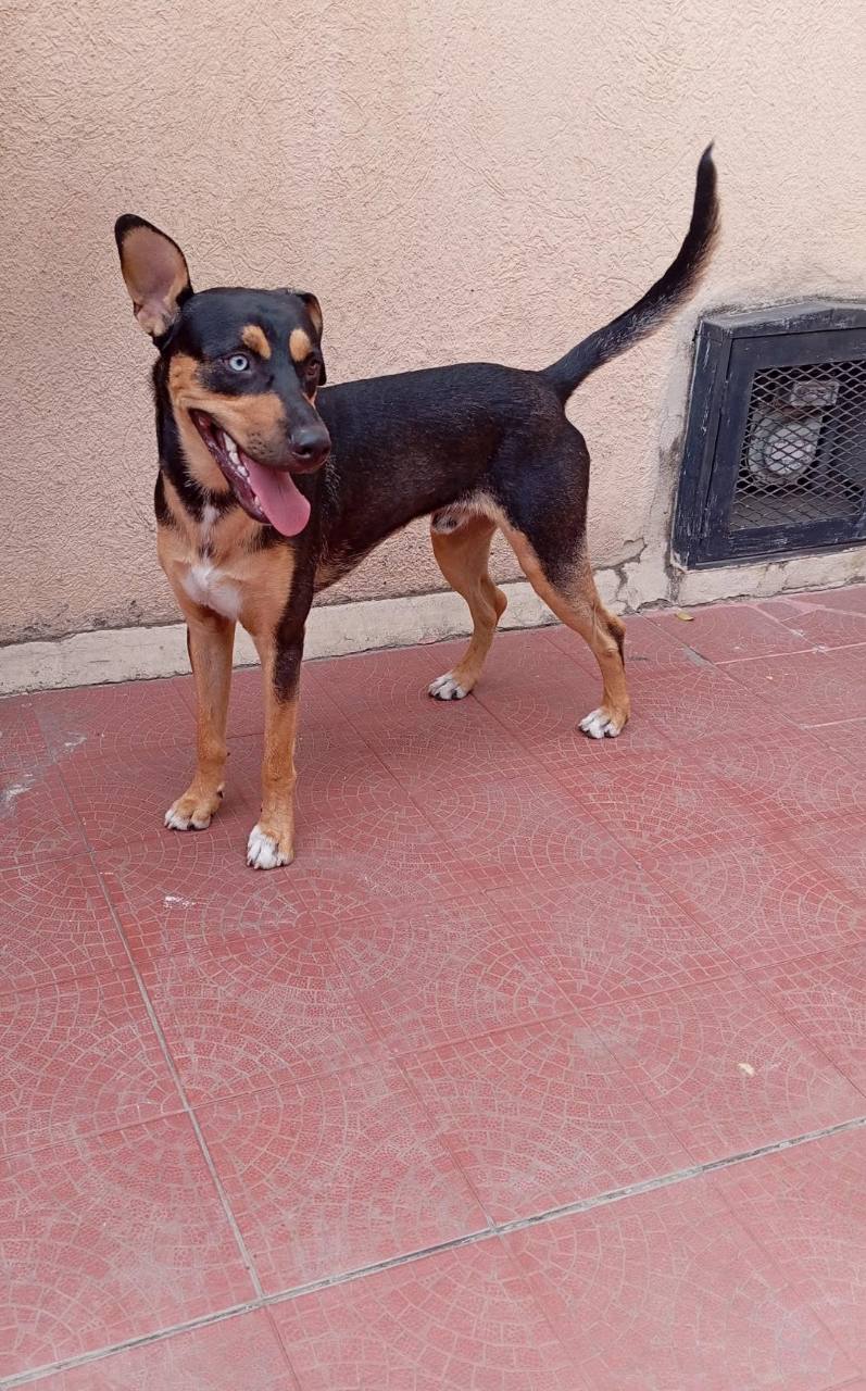 Foto 3 de Perro sin nombre
