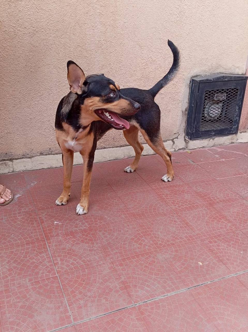 Foto 4 de Perro sin nombre