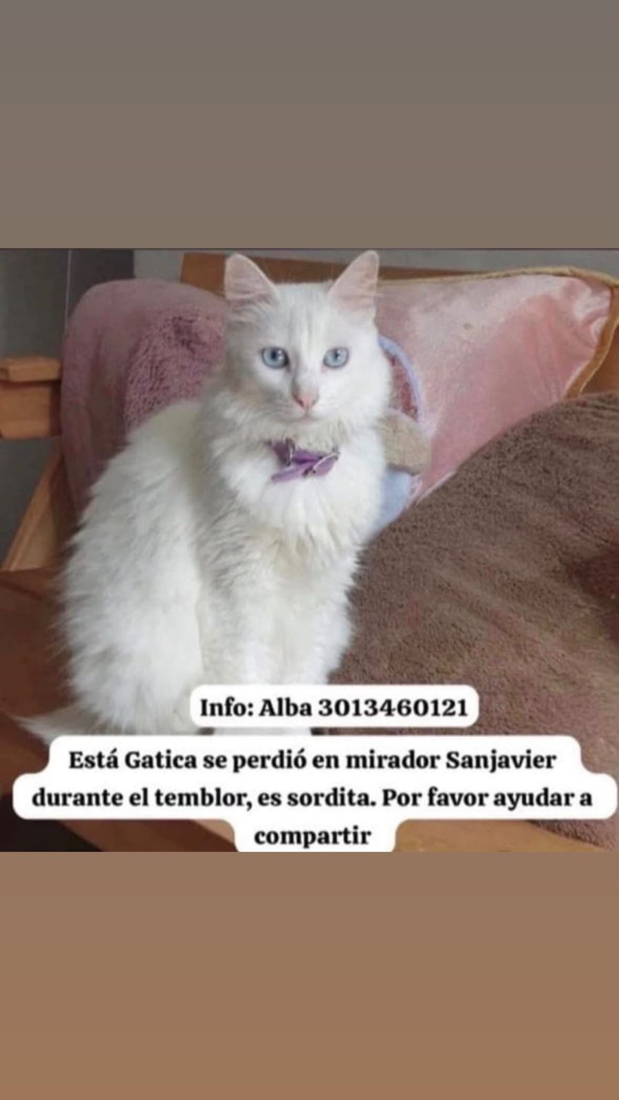 Foto 1 de Gato sin nombre