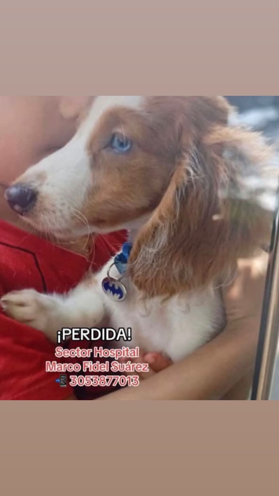 Foto 1 de Perro sin nombre