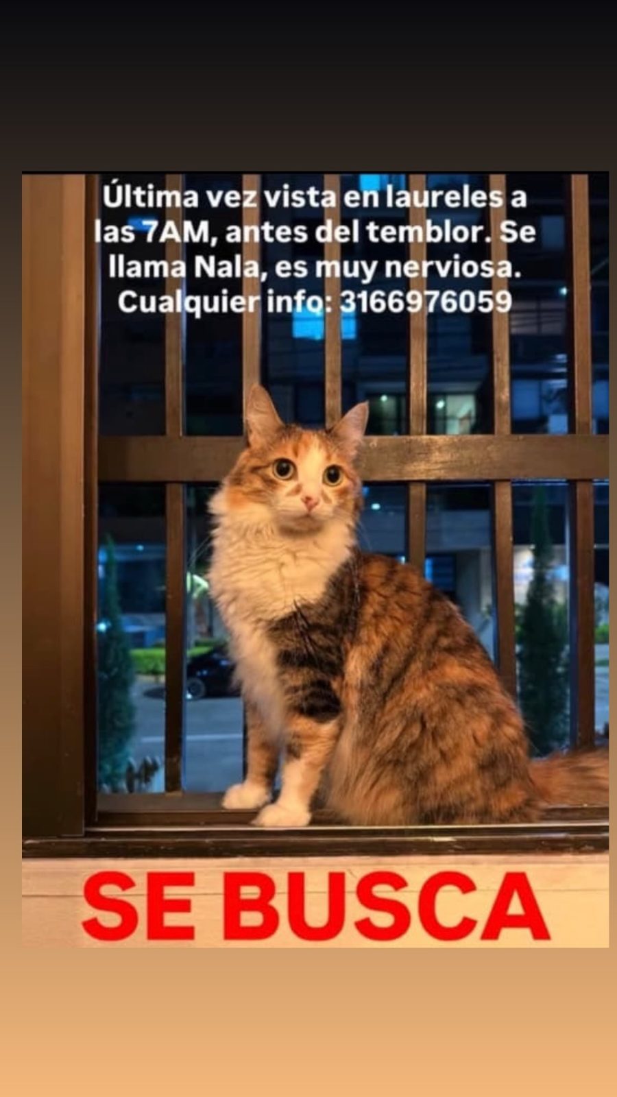 Foto 1 de Nala