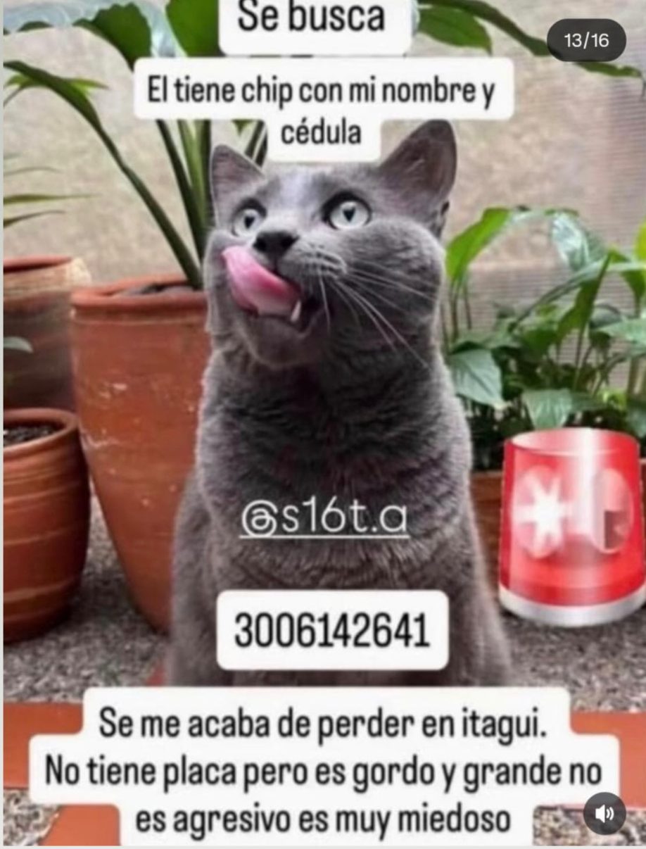 Foto 1 de Gato sin nombre