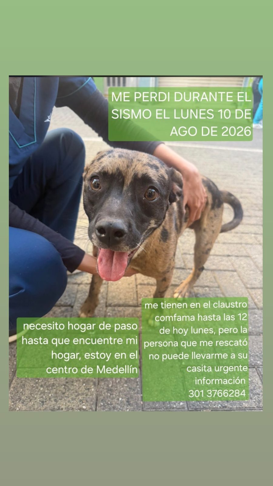 Foto 1 de Perro sin nombre