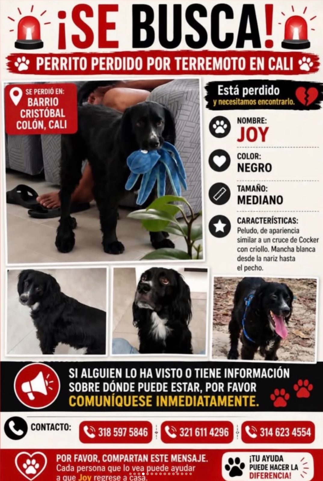 Foto 1 de Joy