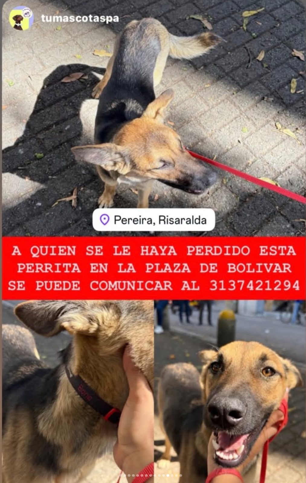 Foto 1 de Perro sin nombre