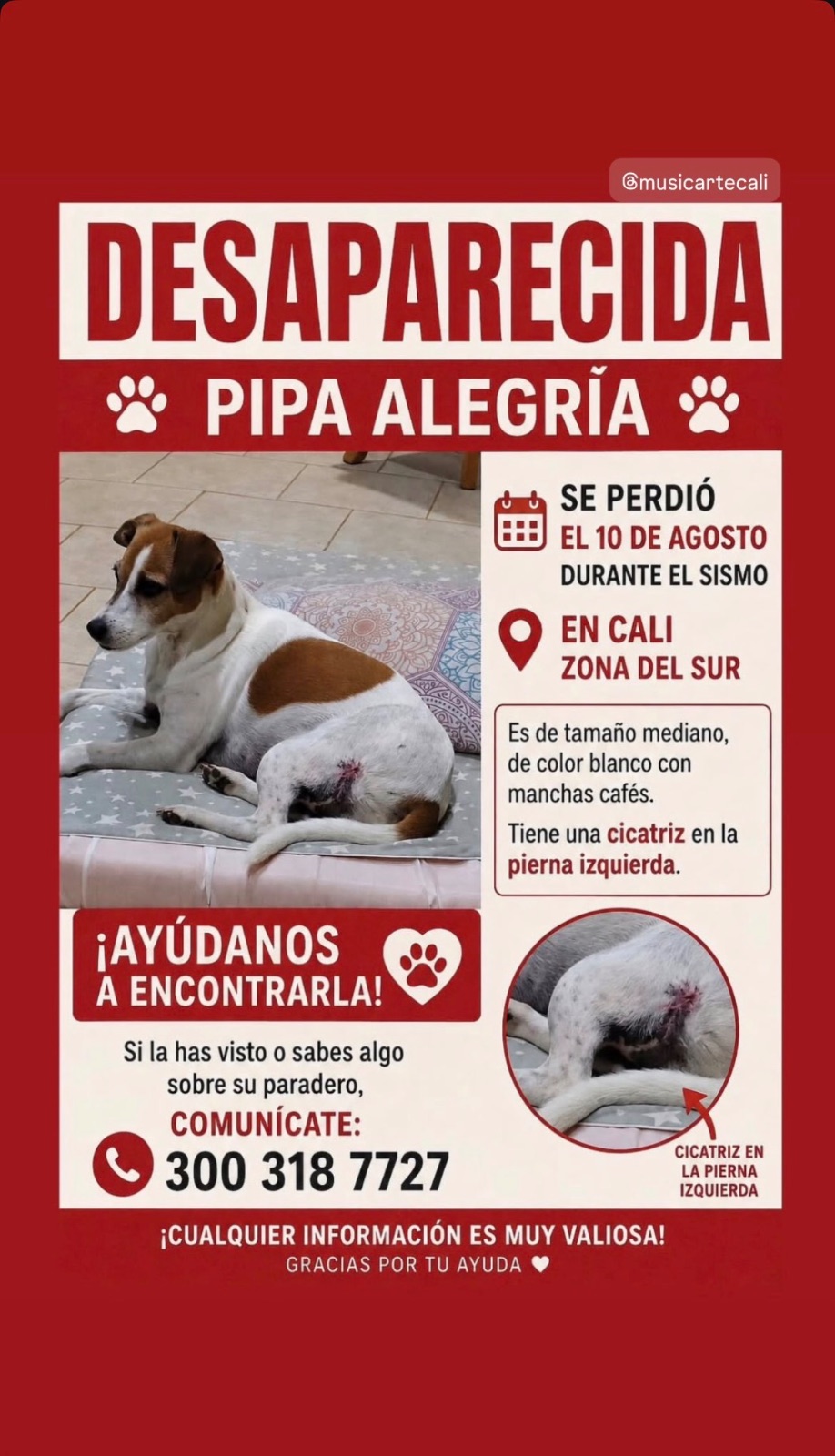 Foto 1 de Pipa Alegría