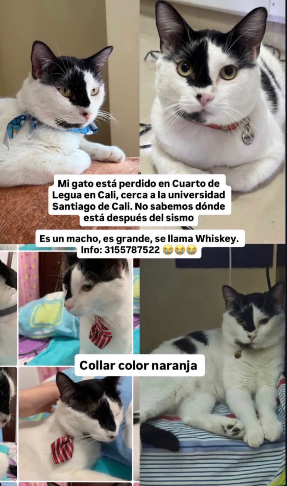 Foto 1 de Whiskey