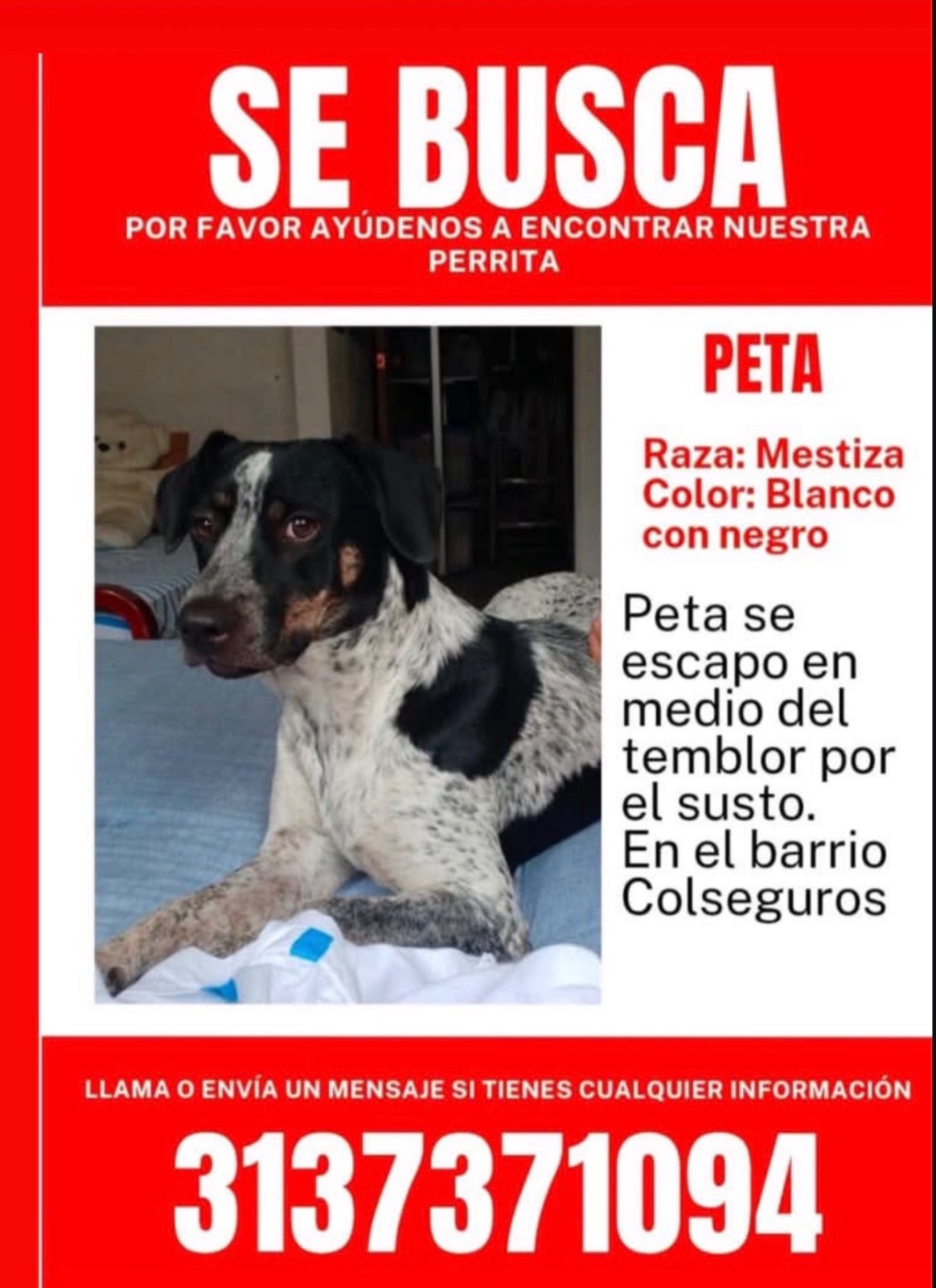 Foto 1 de Peta