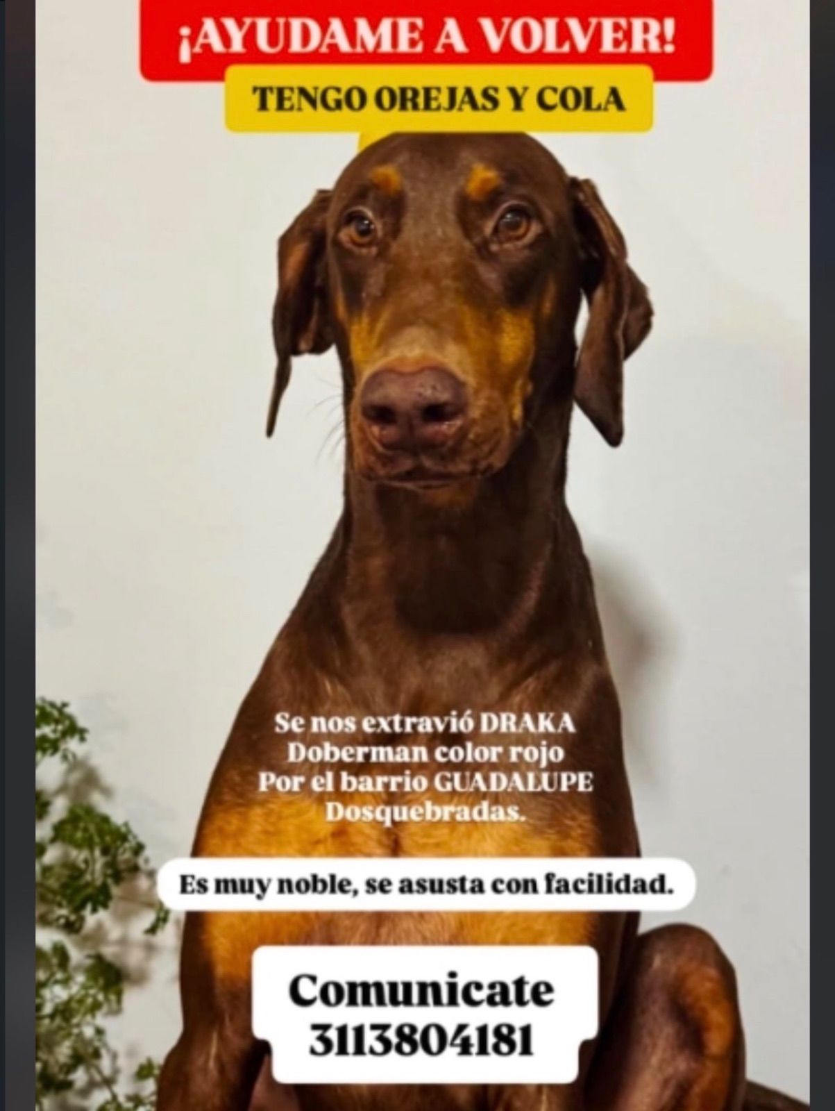 Foto 1 de DRAKA