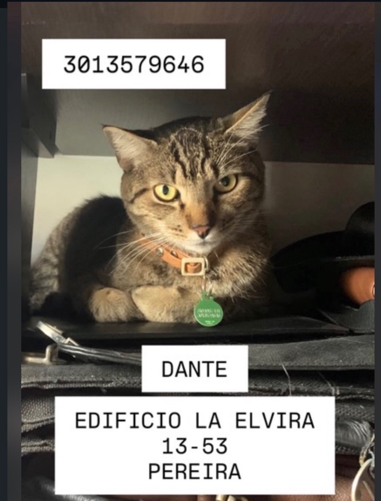 Foto 1 de DANTE